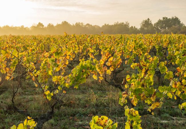 Studio à Saint-Hilaire-de-Riez - L'Escale Océane 5 minutes des plages Studio à Saint-Hilaire-de-Riez - L'Escale Océane 5 minutes des plages